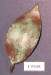 CP108